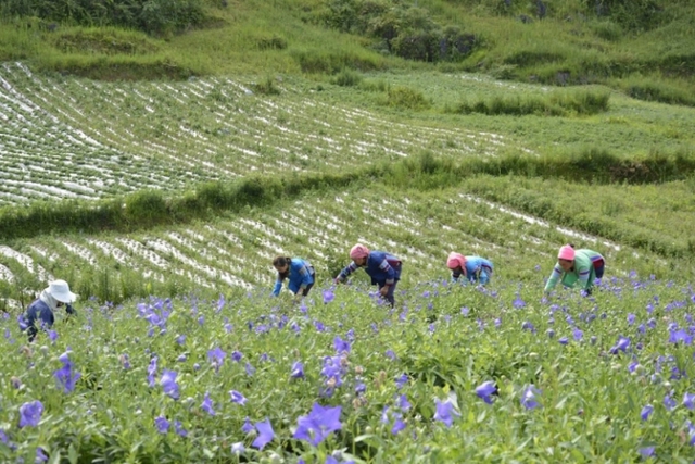 Phát triển chuỗi giá trị dược liệu sạch chuẩn hóa nâng tầm Việt Nam trên bản đồ dược liệu thế giới - Ảnh 2.