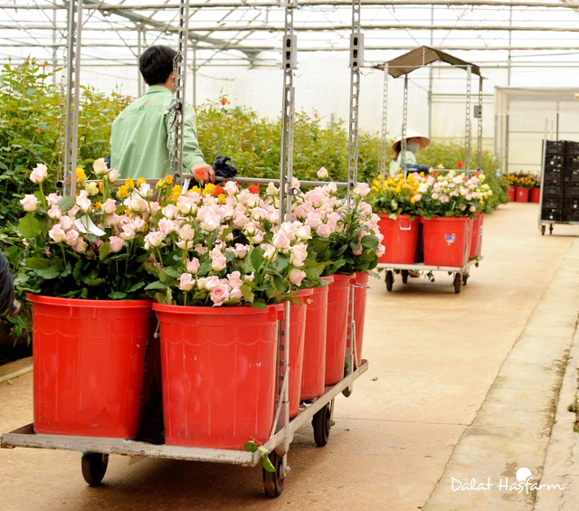 Hoa hồng Dalat Hasfarm: Những bông hoa từ trái tim - Ảnh 4.