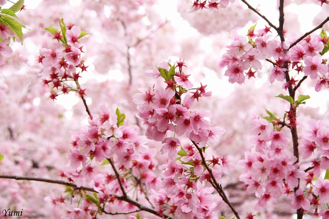 Quỳnh Búp bê tiết lộ bí quyết giữ “sắc vóc như hoa” nhờ phương pháp làm đẹp chuẩn Nhật - Ảnh 5.