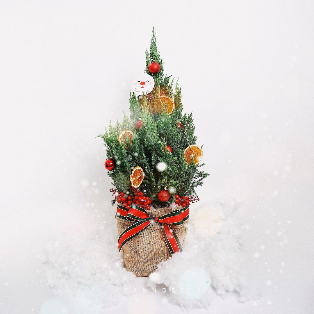 Sắm cây tùng đón Giáng Sinh cho nhà thêm lung linh chỉ từ 150K - Ảnh 7.