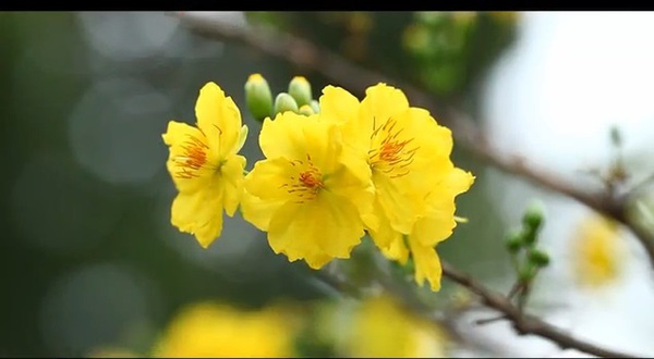 Rơi nước mắt với phim ngắn “Tết là để về nhà”  1