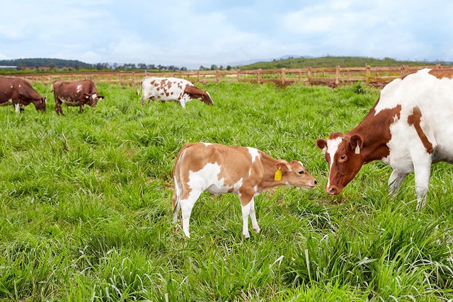 Vinamilk đạt chứng nhận trang trại bò sữa organic đầu tiên tại Việt Nam - Ảnh 2.