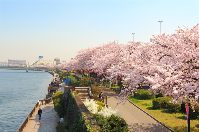 Khám phá những lễ hội hoa mùa xuân rực rỡ nhất tại Nhật Bản - Ảnh 4.
