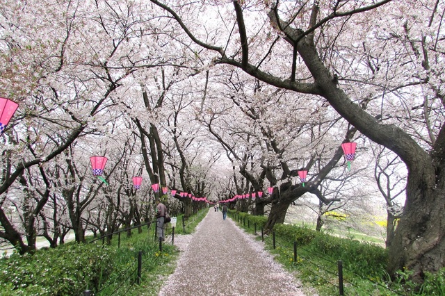 Khám phá những lễ hội hoa mùa xuân rực rỡ nhất tại Nhật Bản - Ảnh 5.