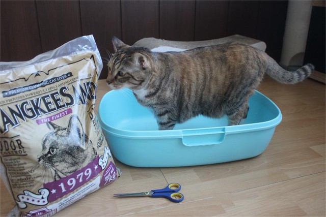 Quên xỉ than đi, các bé mèo chỉ thích cát vệ sinh thôi - Ảnh 2.