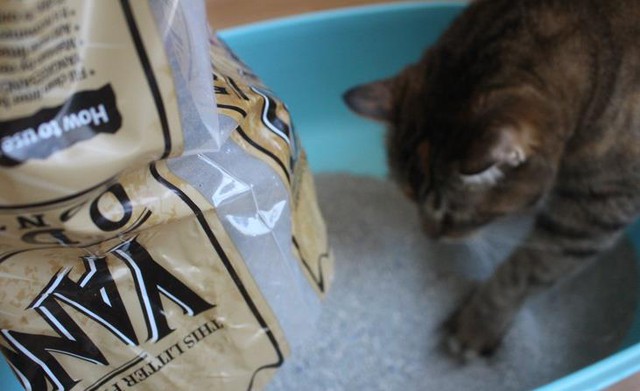 Quên xỉ than đi, các bé mèo chỉ thích cát vệ sinh thôi - Ảnh 6.