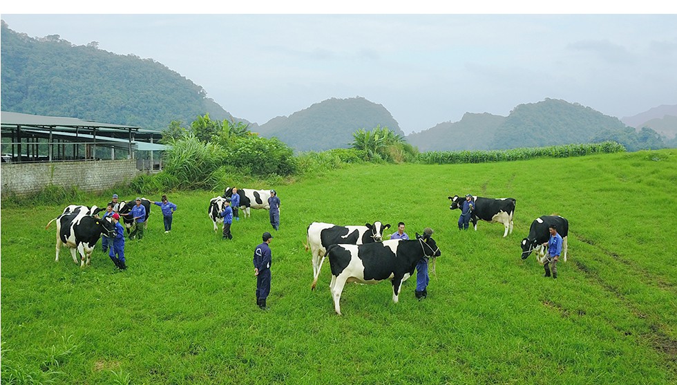 Hoa hậu Bò sữa Mộc Châu – 15 năm vinh danh những người làm Nghề chăn nuôi bò sữa - Ảnh 12.