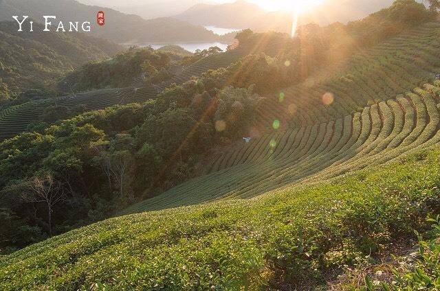 Cùng Quang Đại khám phá Đài Loan qua 3 vị trà xanh mía tuyệt phẩm của Yifang - Ảnh 1.