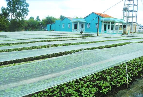 Đột nhập v&ugrave;ng trồng rau miền T&acirc;y tươi mướt như ở Đ&agrave; Lạt cung cấp cho B&aacute;ch H&oacute;a Xanh - Ảnh 4.