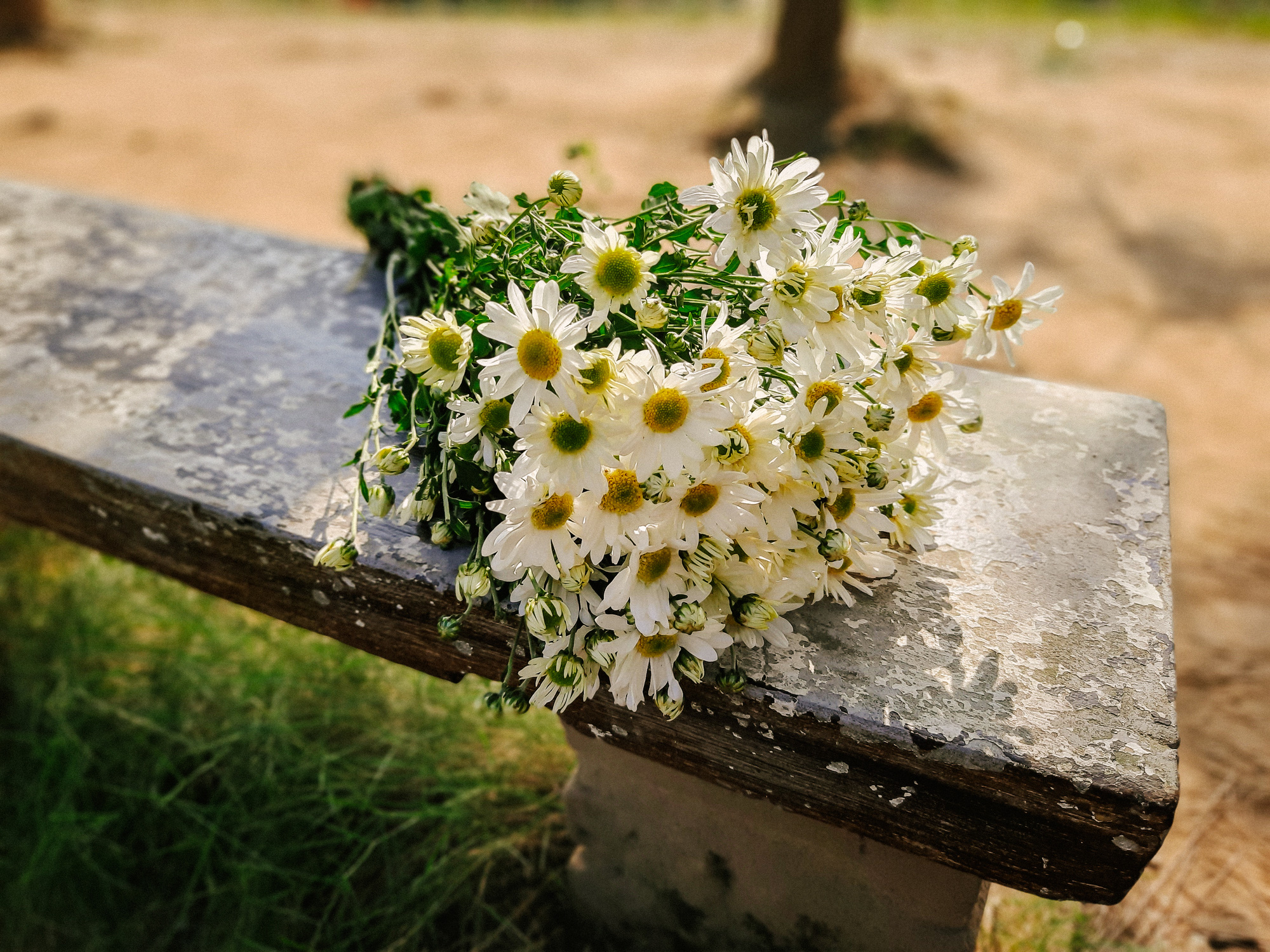 Hình ảnh hoa cúc họa mi trắng tuyệt đẹp chào buổi sáng