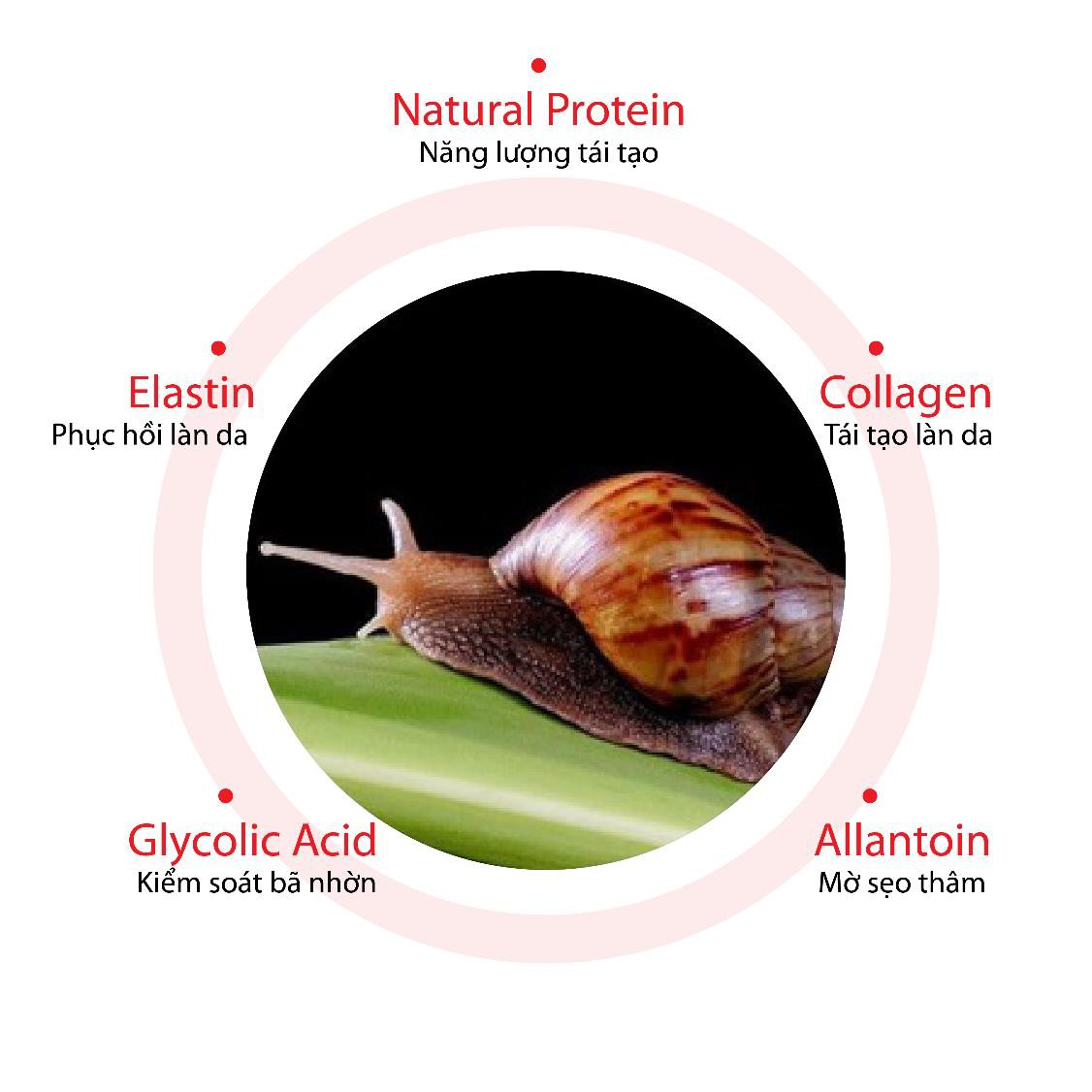 Tinh chất ốc sên Snail Truecica liệu có “thần thánh” như lời đồn? - Ảnh 2.