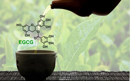 Hợp chất EGCG trong trà xanh tốt cho sức khỏe thế nào? - Ảnh 2.