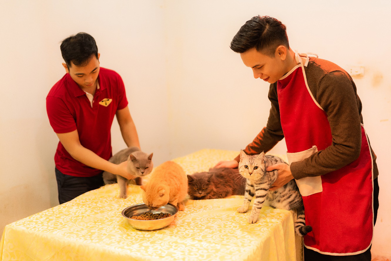 Dù đã sang năm 2020, loài mèo vẫn không ngừng khiến các “sen” khao khát - Ảnh 3.
