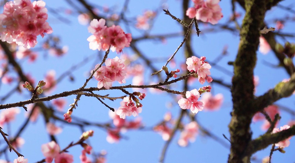 Anh đ&agrave;o Nhật Bản đang nở rộ tại Sa Pa - Ảnh 1.