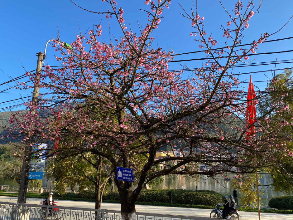 Anh đ&agrave;o Nhật Bản đang nở rộ tại Sa Pa - Ảnh 2.