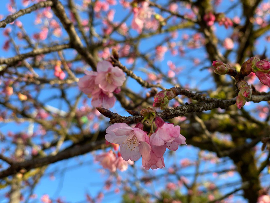 Anh đ&agrave;o Nhật Bản đang nở rộ tại Sa Pa - Ảnh 6.