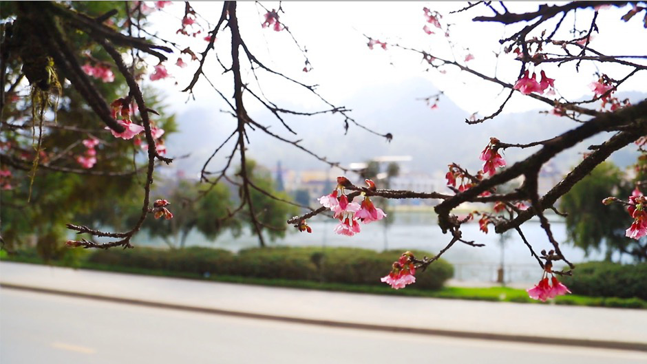 Anh đ&agrave;o Nhật Bản đang nở rộ tại Sa Pa - Ảnh 8.