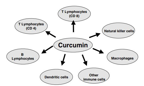 Tại sao nên sử dụng curcumin để tăng cường miễn dịch cho người bệnh dạ dày - Ảnh 1.