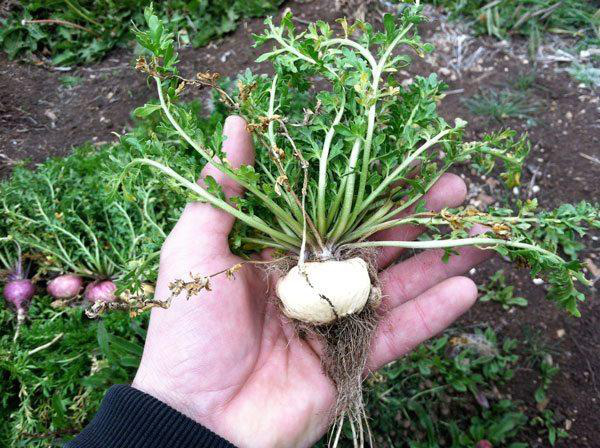 Củ Maca – thảo dược quý trong hỗ trợ điều trị yếu sinh lý ở nam giới - Ảnh 1.