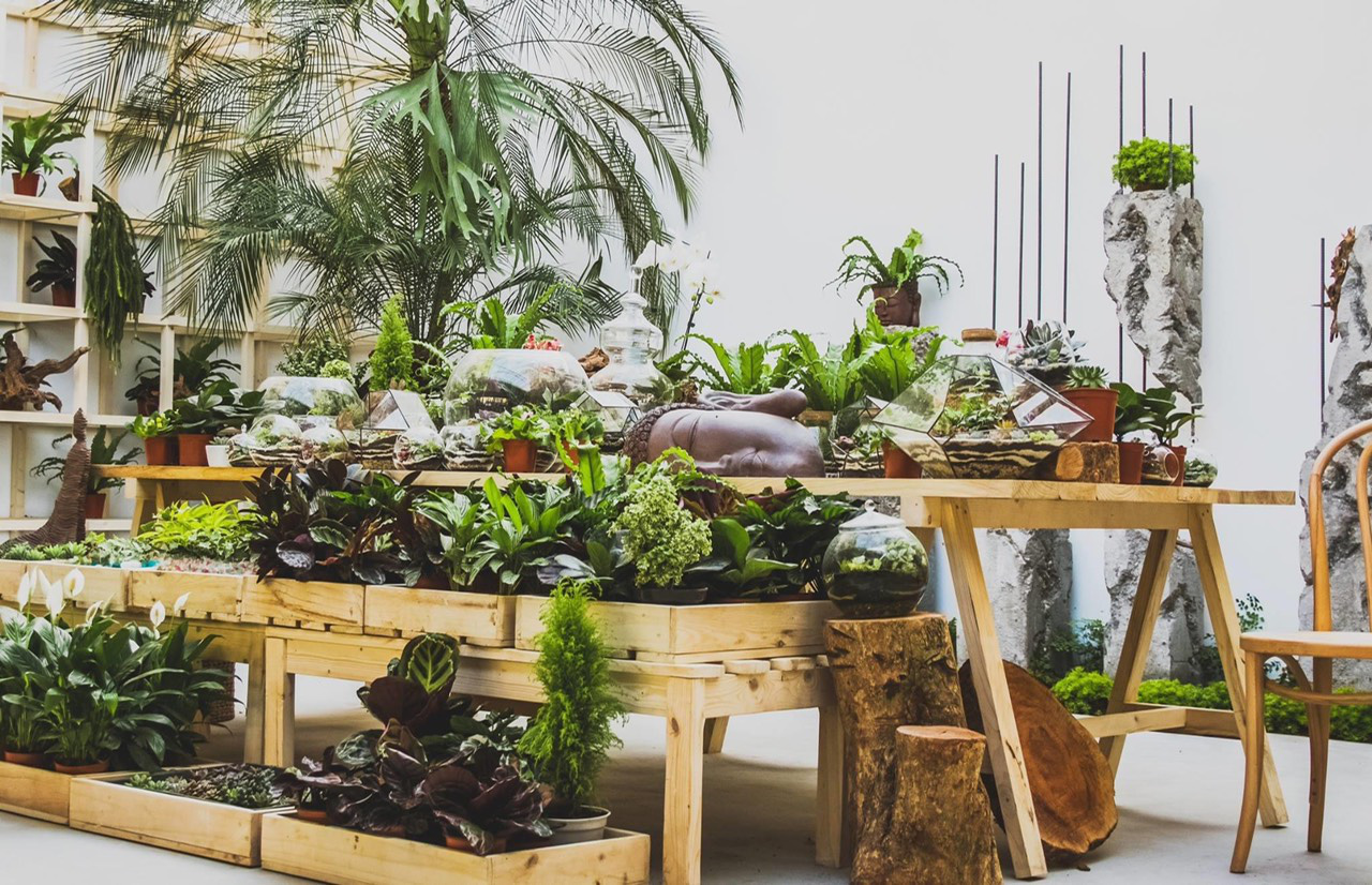 Tropical Forest x Fordeer - Những khu rừng nhiệt đới giữa l&ograve;ng H&agrave; Nội - Ảnh 3.