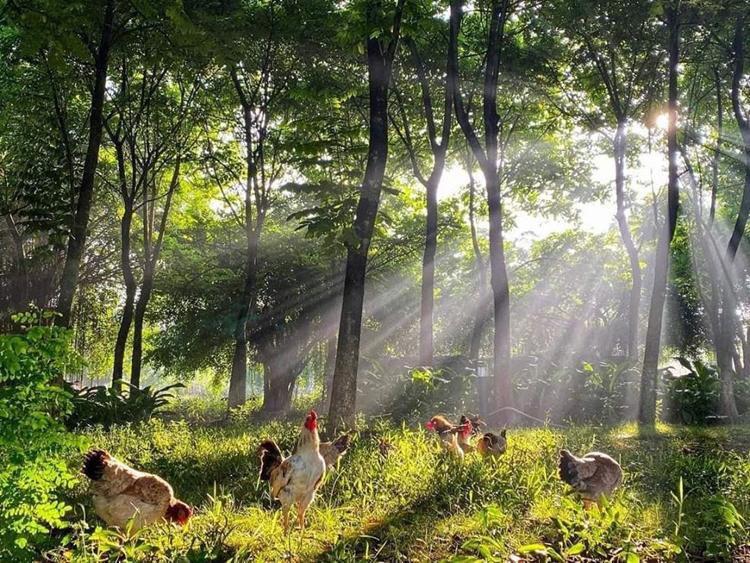 ​Bình minh có ‘bất cứ đâu’ tại khu đô thị ven Hà Nội - Ảnh 8.