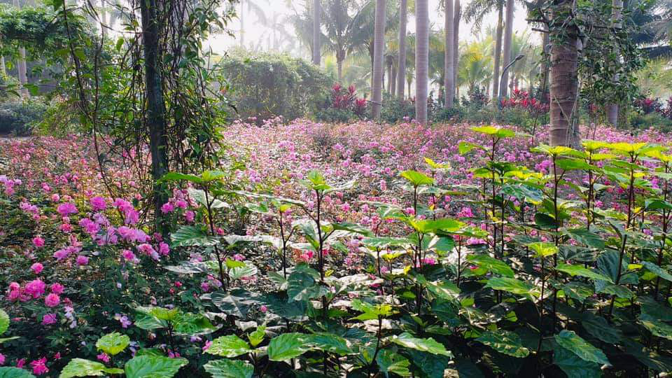 Hơn một triệu bông hồng nở hoa rực rỡ khắp Ecopark - Ảnh 4.