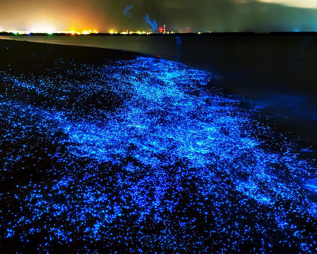 Hiện tượng thiên nhiên kỳ thú khi mực đom đóm tự phát sáng nơi vùng biển Nhật Bản - Ảnh 1.