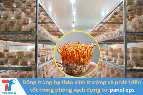 Panel eps làm phòng sạch nuôi cấy Đông trùng hạ thảo - Ảnh 1.