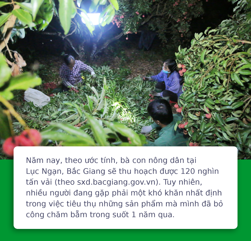 Vải Lục Ngạn Bắc Giang tiêu thụ khó, đã có Grab lo - Ảnh 2.