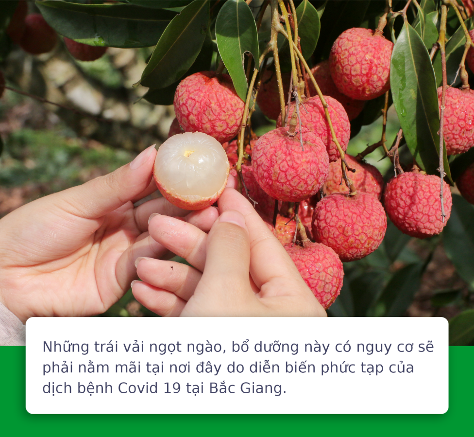 Vải Lục Ngạn Bắc Giang tiêu thụ khó, đã có Grab lo - Ảnh 3.