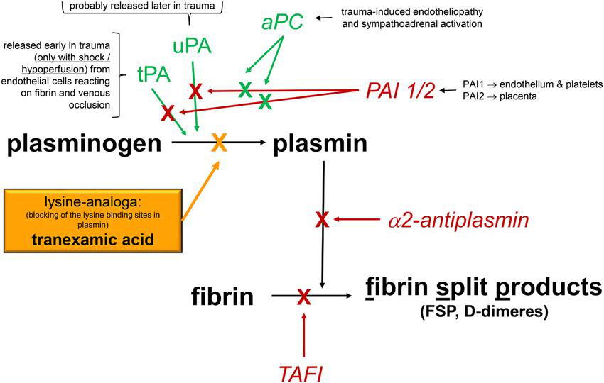 Khám phá ứng dụng của Tranexamic Acid trong mỹ phẩm - Ảnh 4.