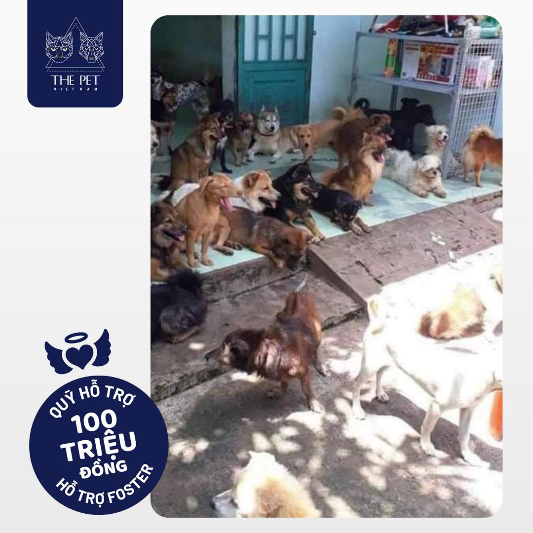 Thepet.vn lập quỹ 100 triệu đồng tặng pate tươi miễn phí cho chó mèo cơ nhỡ tại Sài Gòn - Ảnh 1.