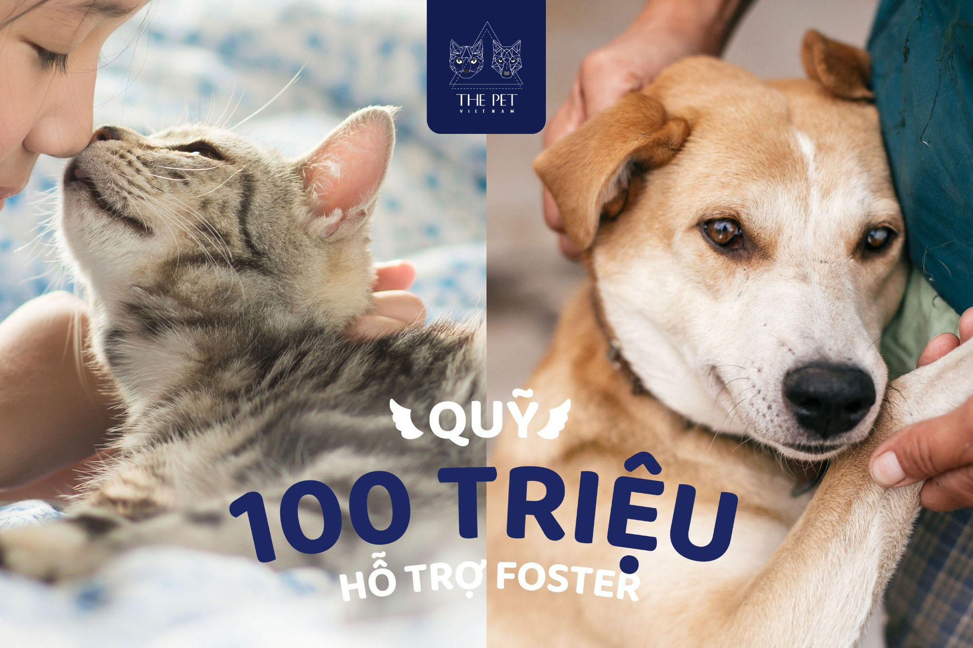 Thepet.vn lập quỹ 100 triệu đồng tặng pate tươi miễn phí cho chó mèo cơ nhỡ tại Sài Gòn - Ảnh 3.