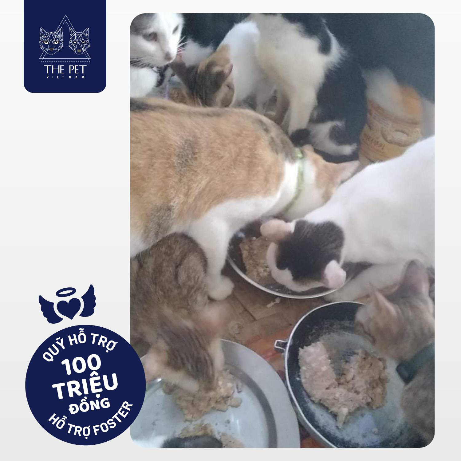 Thepet.vn lập quỹ 100 triệu đồng tặng pate tươi miễn phí cho chó mèo cơ nhỡ tại Sài Gòn - Ảnh 4.