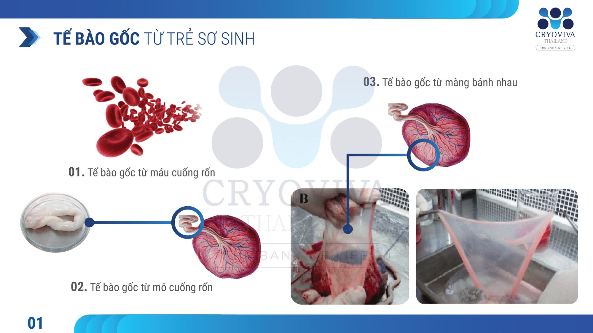 Lưu trữ tế bào gốc màng bánh nhau tại ngân hàng chuẩn AABB - Ảnh 2. Lưu trữ tế bào gốc màng bánh nhau tại ngân hàng chuẩn AABB - Ảnh 2.