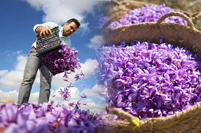 Đẹp ngỡ ngàng cánh đồng hoa nghệ tây Salam tím biếc phủ kín thánh địa Mashhad Iran - Ảnh 3. Đẹp ngỡ ngàng cánh đồng hoa nghệ tây Salam tím biếc phủ kín thánh địa Mashhad Iran - Ảnh 3.