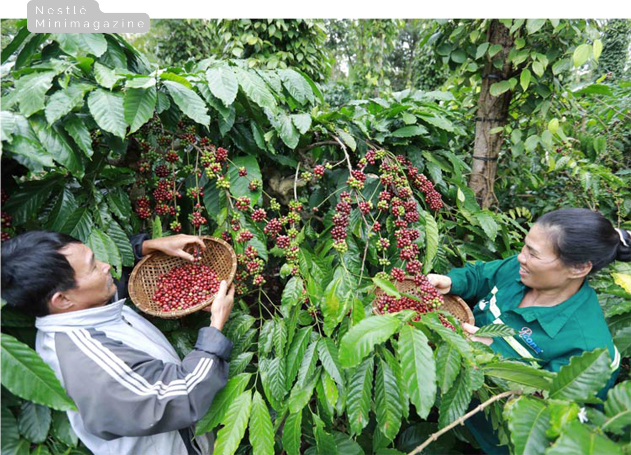 Nestlé Việt Nam và hành trình trở thành doanh nghiệp bền vững nhất năm 2021 - Ảnh 7.