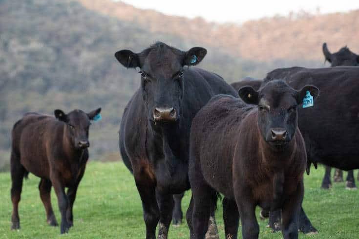 Black Angus - Premium beef for a 5-star meal - Photo 1. Black Angus - Premium beef for a 5-star meal - Photo 1.