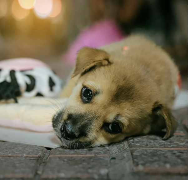 Nhiếp ảnh gia Huỳnh Thanh Quang mang đến những bức ảnh về khoảnh khắc đáng yêu giữa người và các chú cún - Ảnh 6.