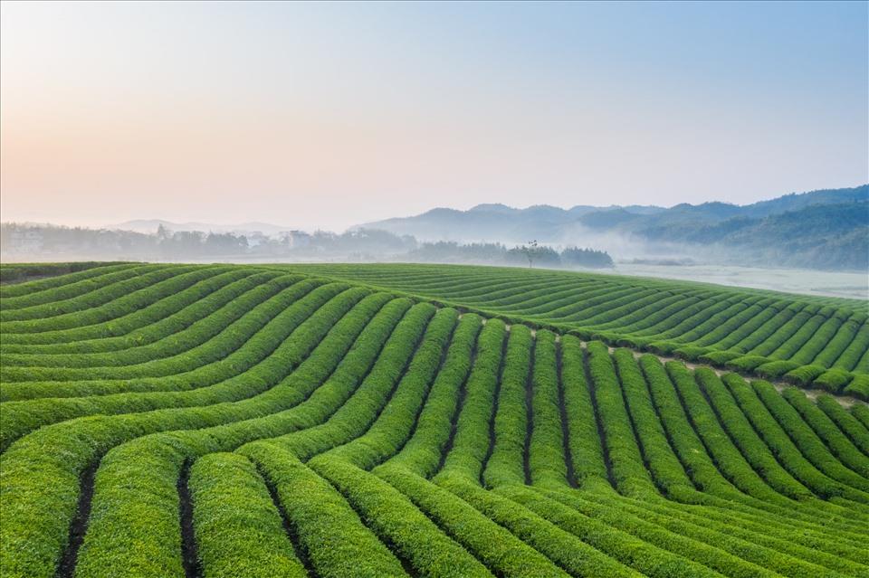 TH true TEA: “Đánh thức” hương vị trà tự nhiên với quy trình sản xuất ưu việt - Ảnh 3.