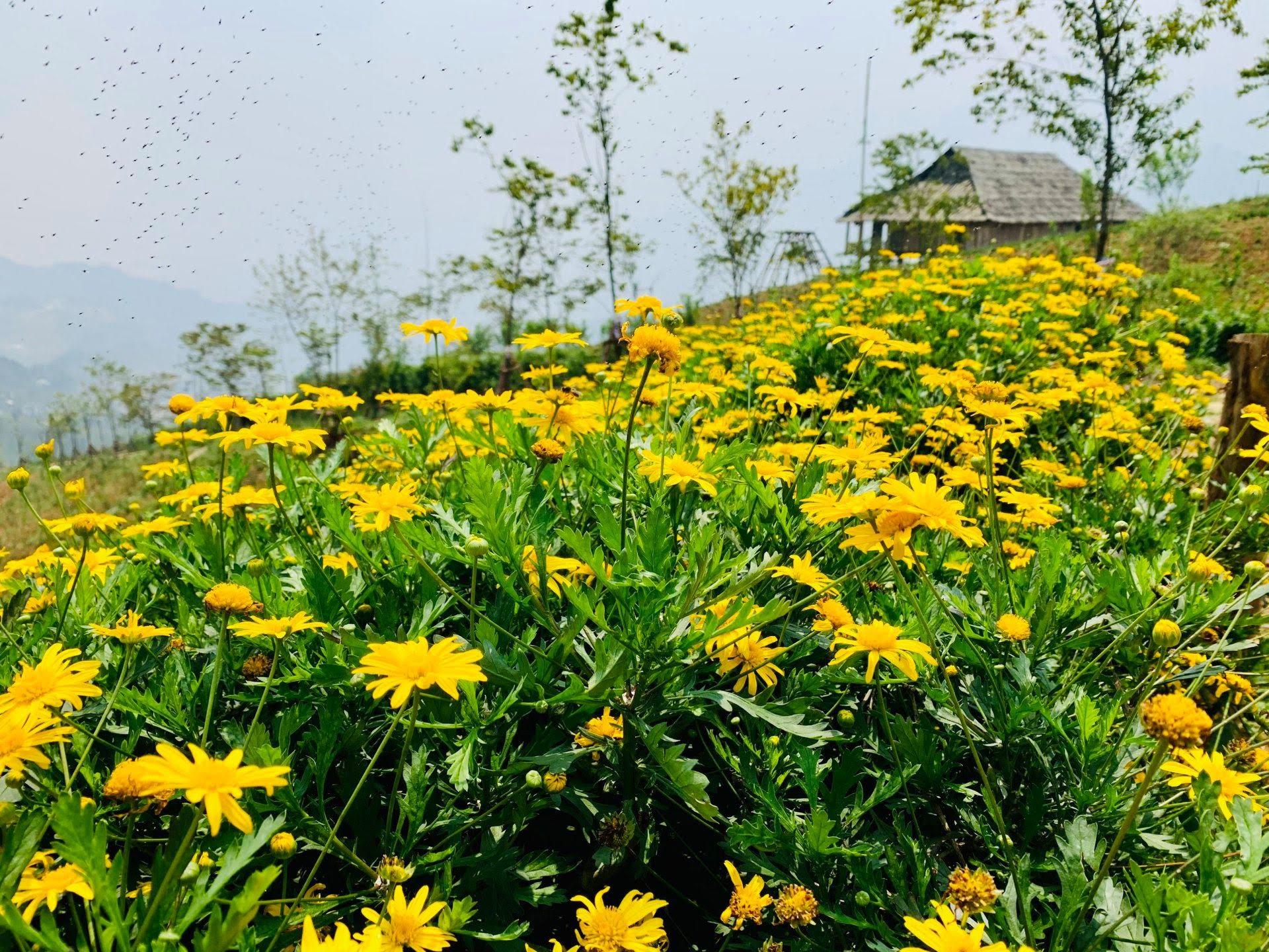 Lên đỉnh Fansipan mùa tháng 4 để ngắm ngàn hoa khoe sắc - Ảnh 6.