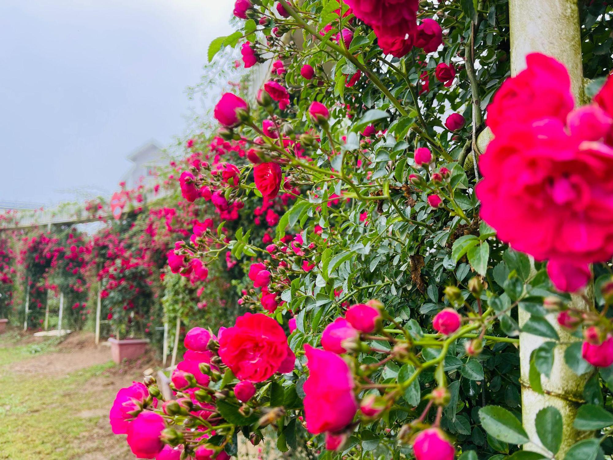 Hồng leo đỏ rực thung lũng hoa hồng Fansipan mùa tháng 5 - Ảnh 2.
