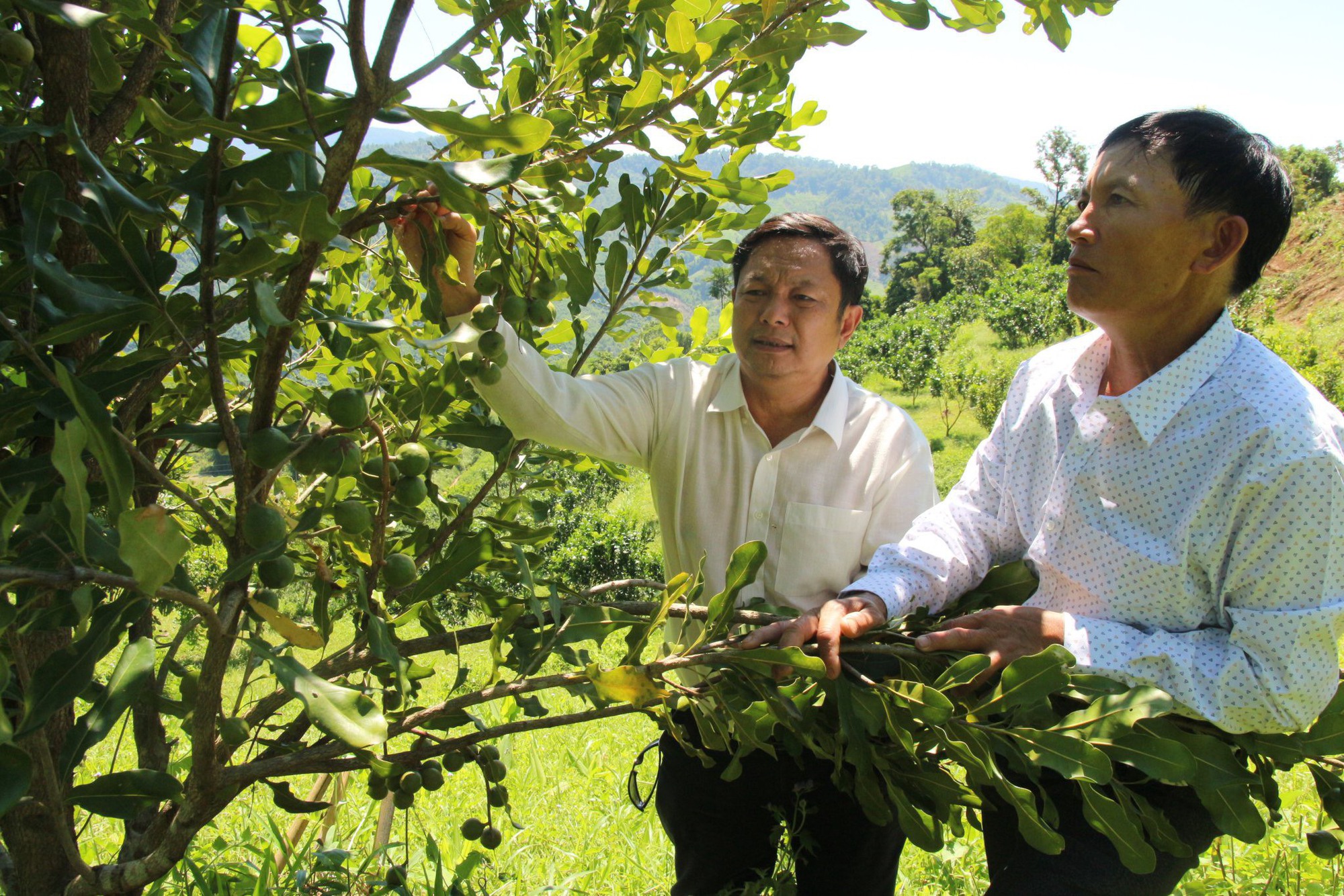 Đồi mắc ca trù phú mở hướng làm giàu ở miền tây Quảng Ngãi - Ảnh 2.