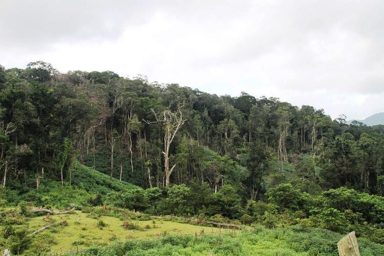 Tăng gấp đôi số lượng, Suntory PepsiCo Việt Nam gieo mầm 60.000 cây xanh trồng rừng giữ nước - Ảnh 1.