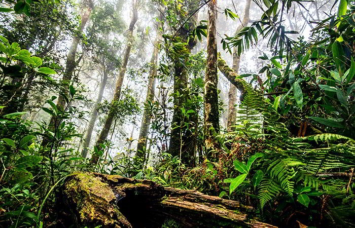Tích cực trồng rừng giữ nước - Cam kết vì một Việt Nam phát triển bền vững từ Suntory PepsiCo Việt Nam - Ảnh 1.