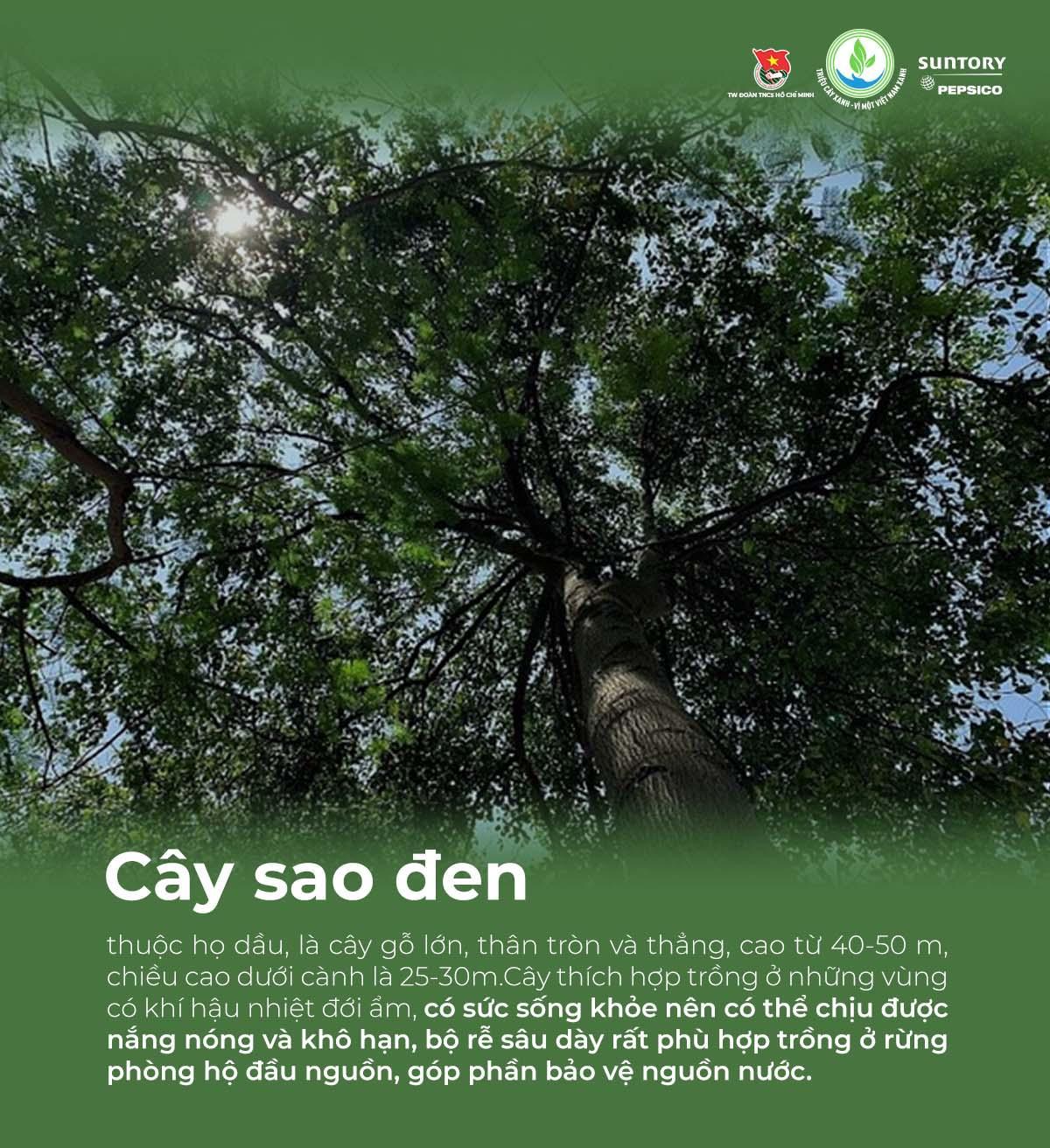 Giải mã các loại cây bản địa được chọn gieo mầm trong chương trình &quot;Triệu cây xanh - Vì một Việt Nam xanh&quot; - Ảnh 6.