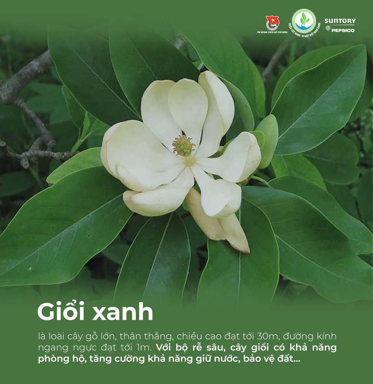 Giải mã các loại cây bản địa được chọn gieo mầm trong chương trình &quot;Triệu cây xanh - Vì một Việt Nam xanh&quot; - Ảnh 3.