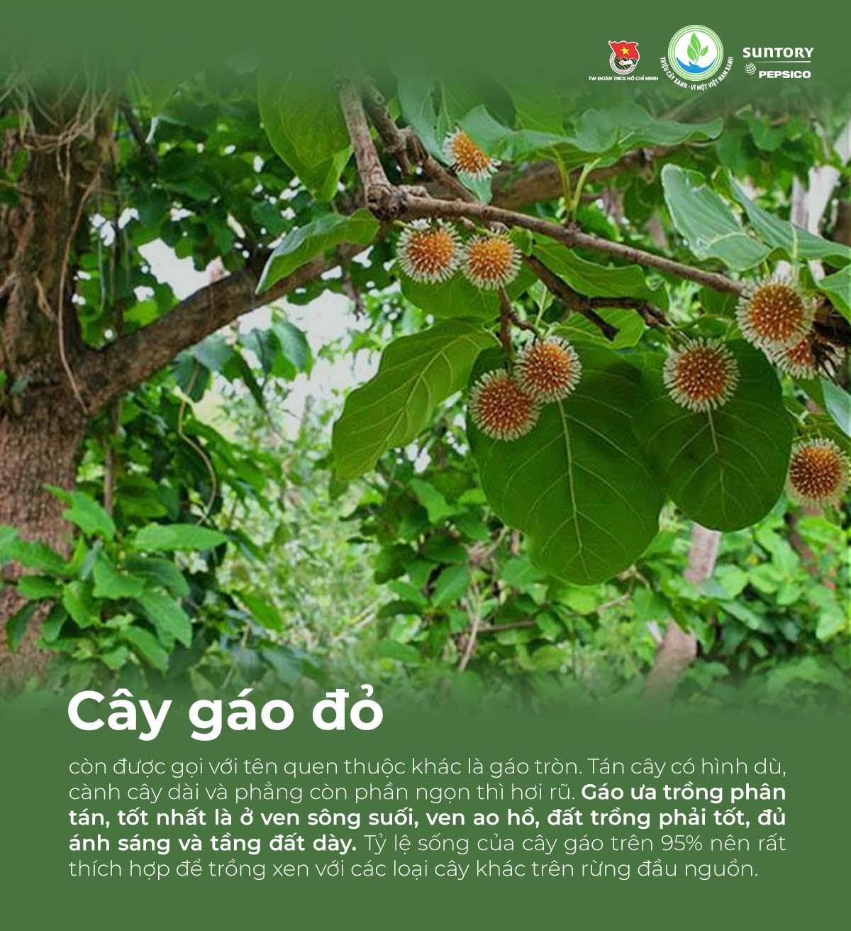 Giải mã các loại cây bản địa được chọn gieo mầm trong chương trình &quot;Triệu cây xanh - Vì một Việt Nam xanh&quot; - Ảnh 7.