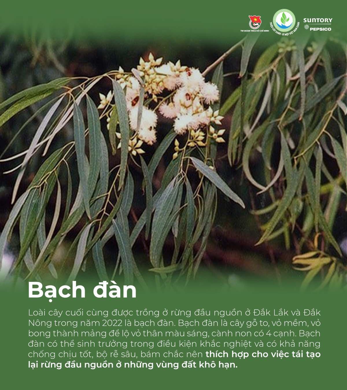 Giải mã các loại cây bản địa được chọn gieo mầm trong chương trình &quot;Triệu cây xanh - Vì một Việt Nam xanh&quot; - Ảnh 8.
