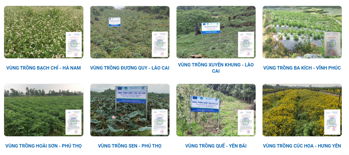 Dược liệu Việt Nam Vietmec - Doanh nghiệp tiên phong nâng tầm dược liệu Việt - Ảnh 3.